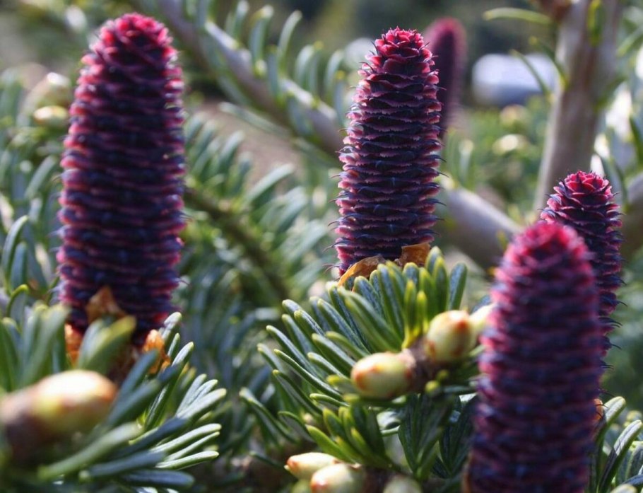 Пихта корейская samling