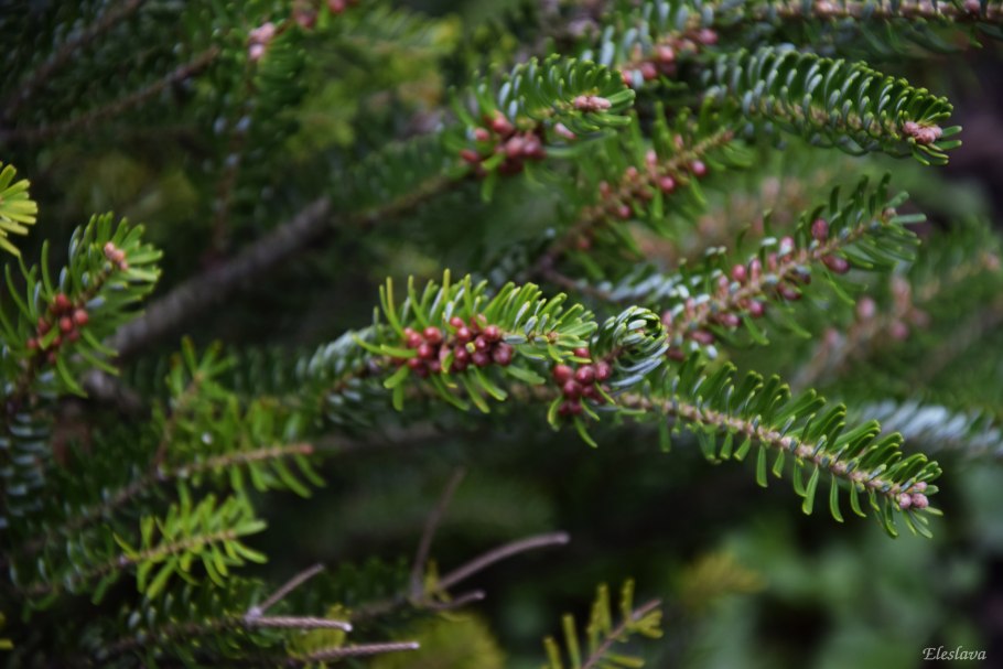 Пихта нордмана