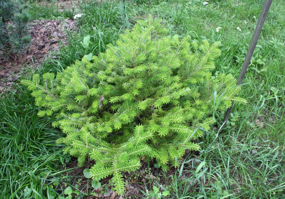 Пихта Горная argentea