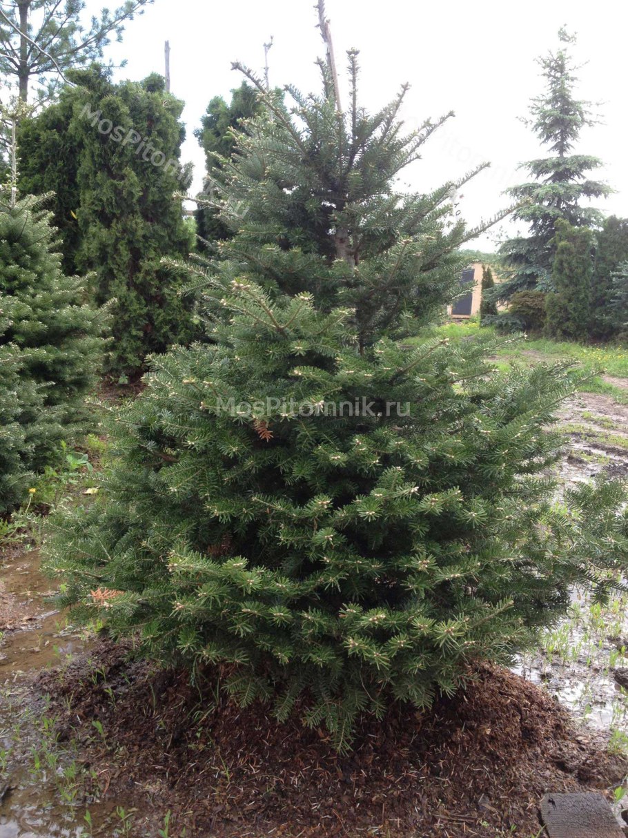 Пихта корейская samling