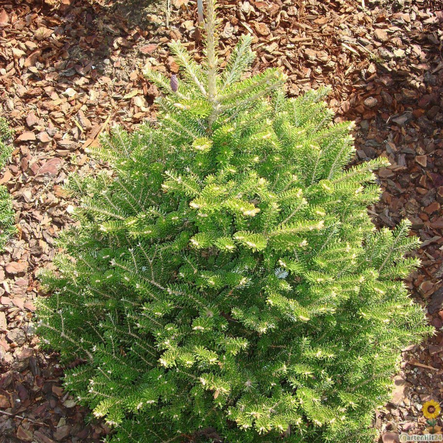Abies concolor Halina