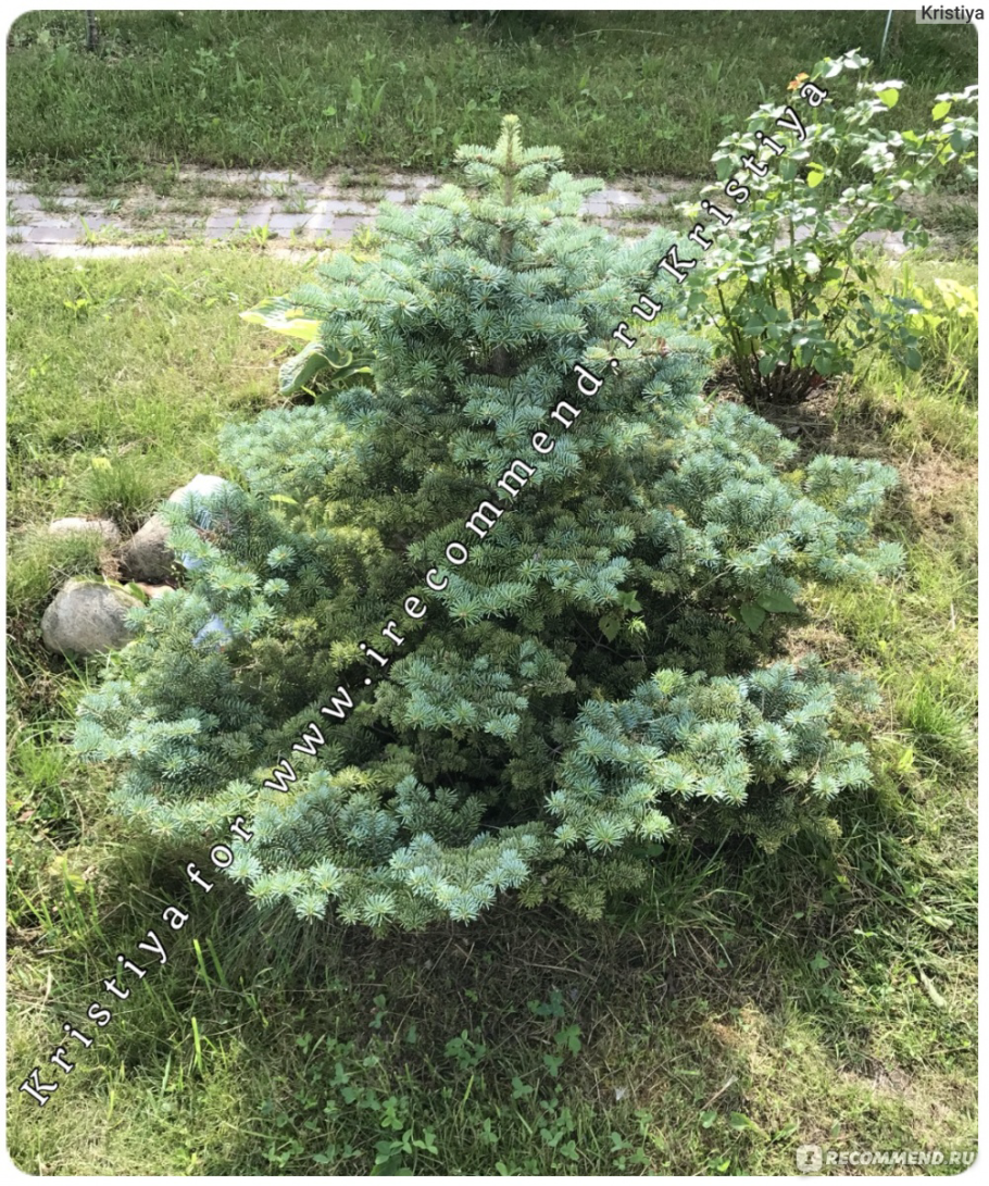Пихта корейская (сорт 'Aurea')