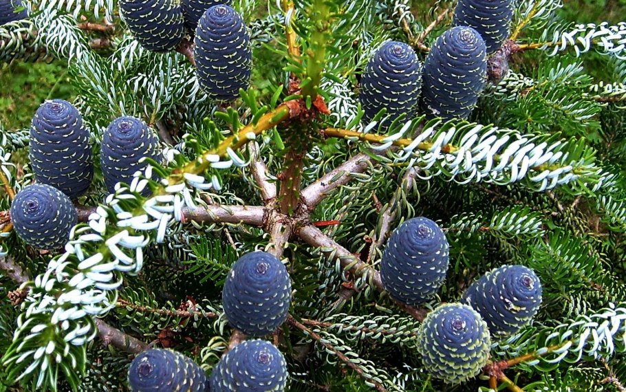 Пихта Abies Koreana