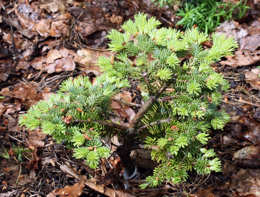 Пихта корейская Оберон