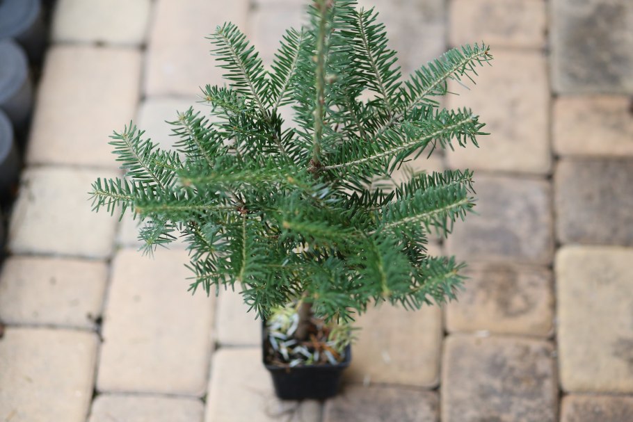 Пихта абиес кореана