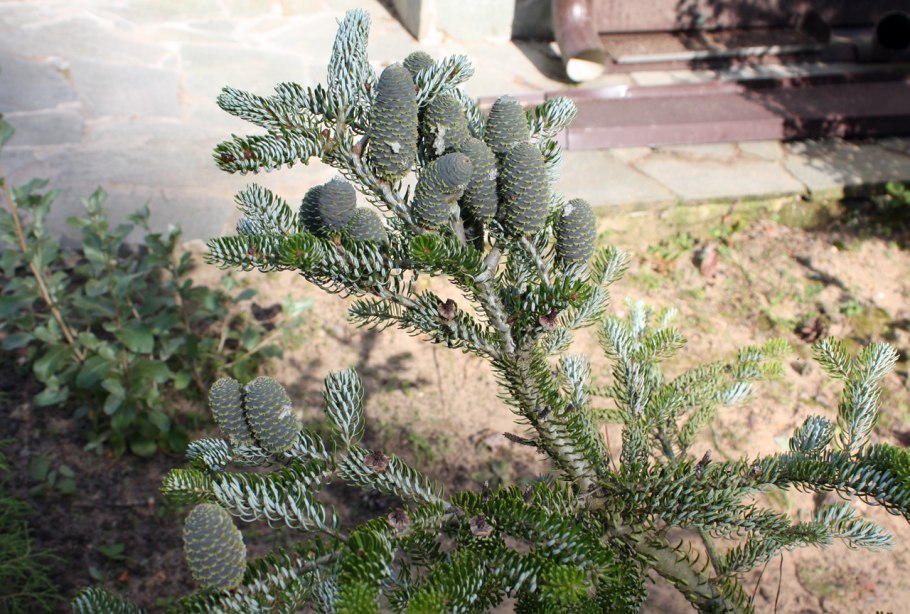 Шютте пихты