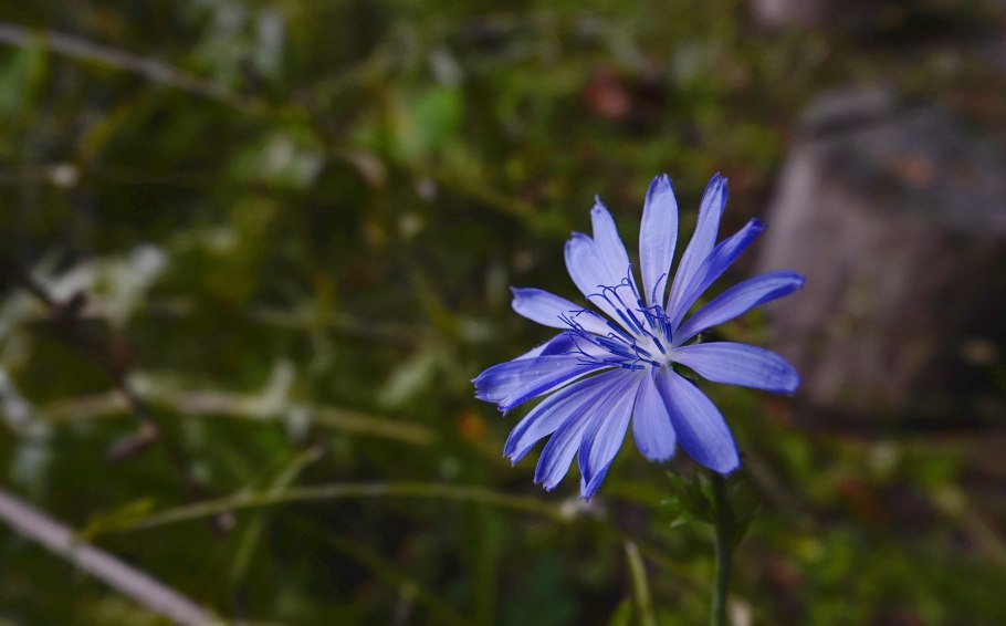 Чижик цикорий