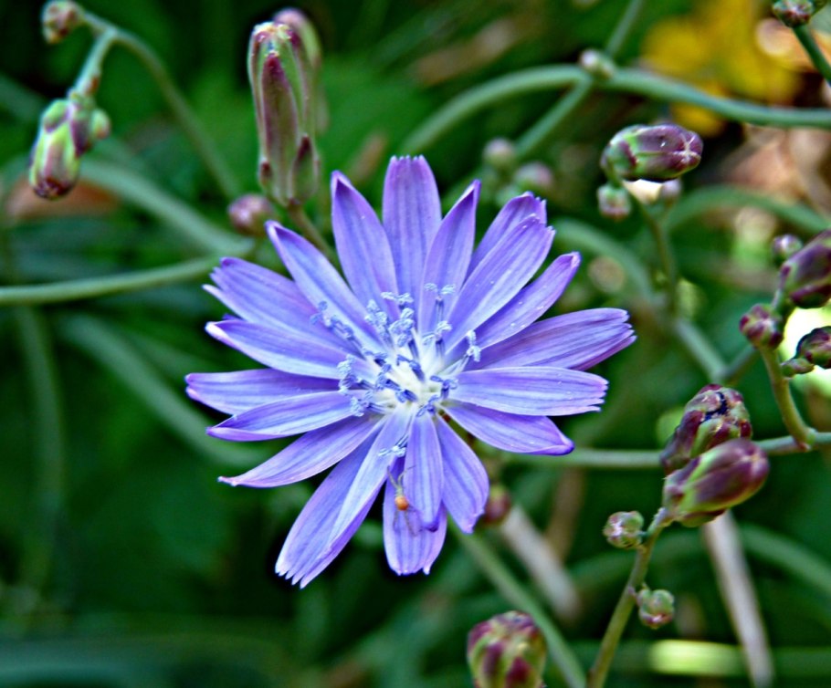 Астровые . Латук обыкновенный