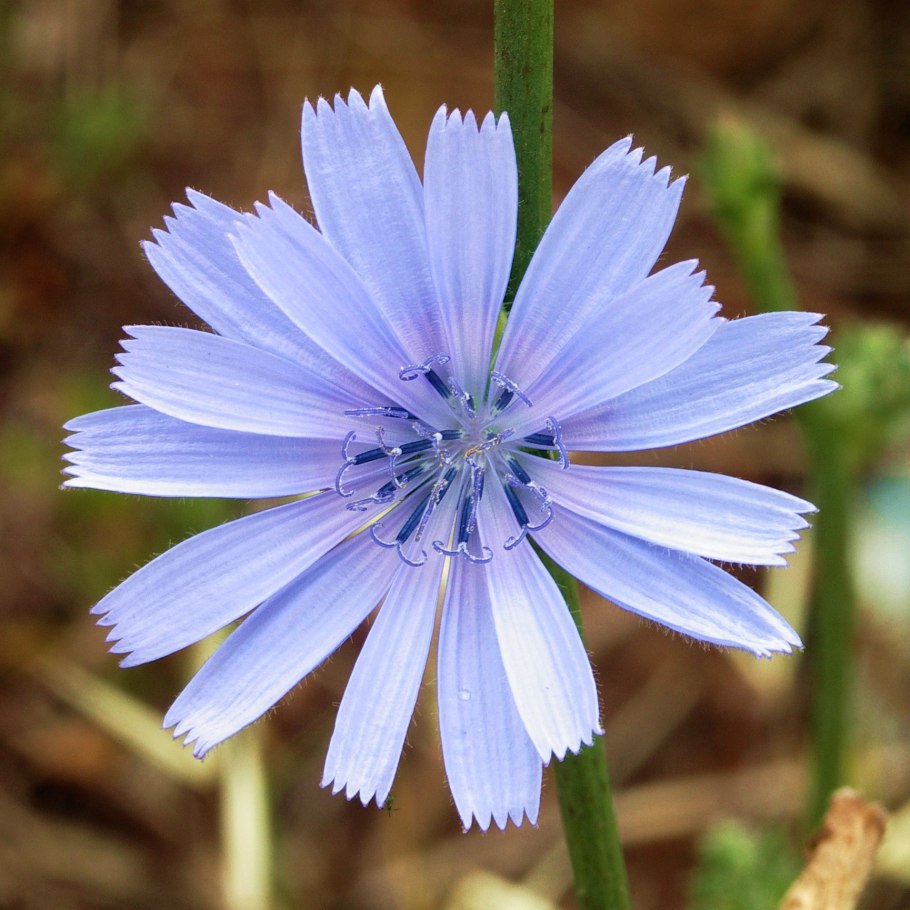Цикорий Железногорск
