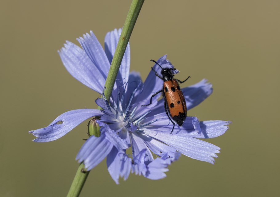 Перисто лопастной цикорий
