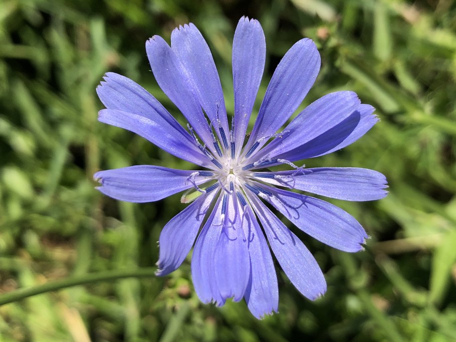 Соцветие цикория