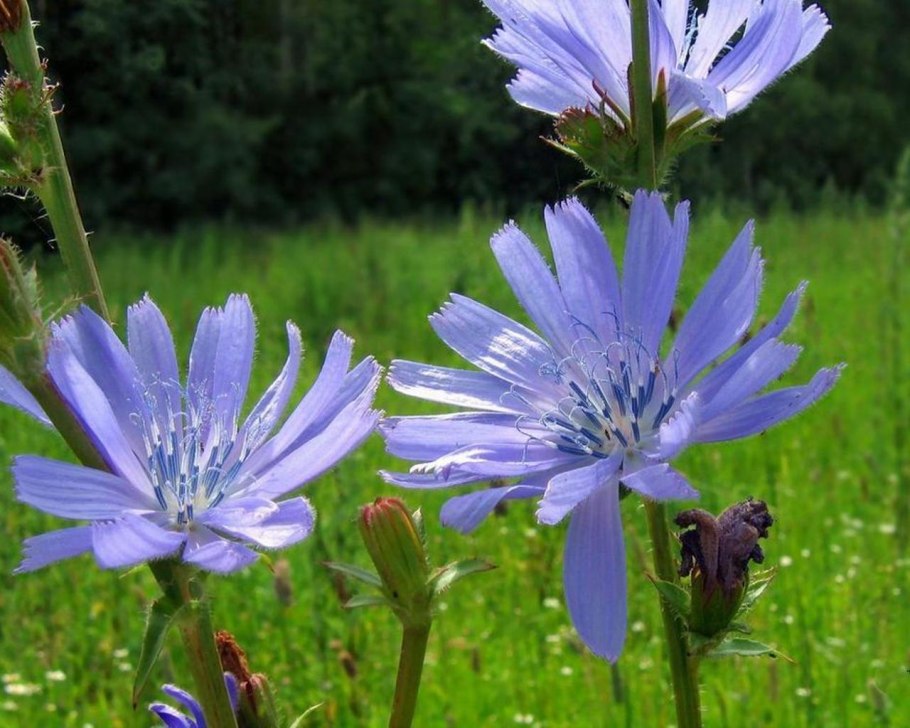 Цикорий Бельгия