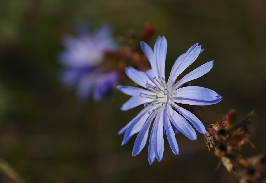 Cichorium Powder pictures