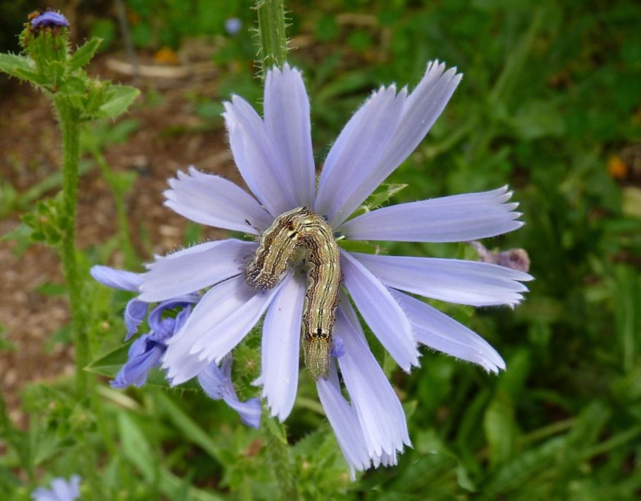 Побег цикория