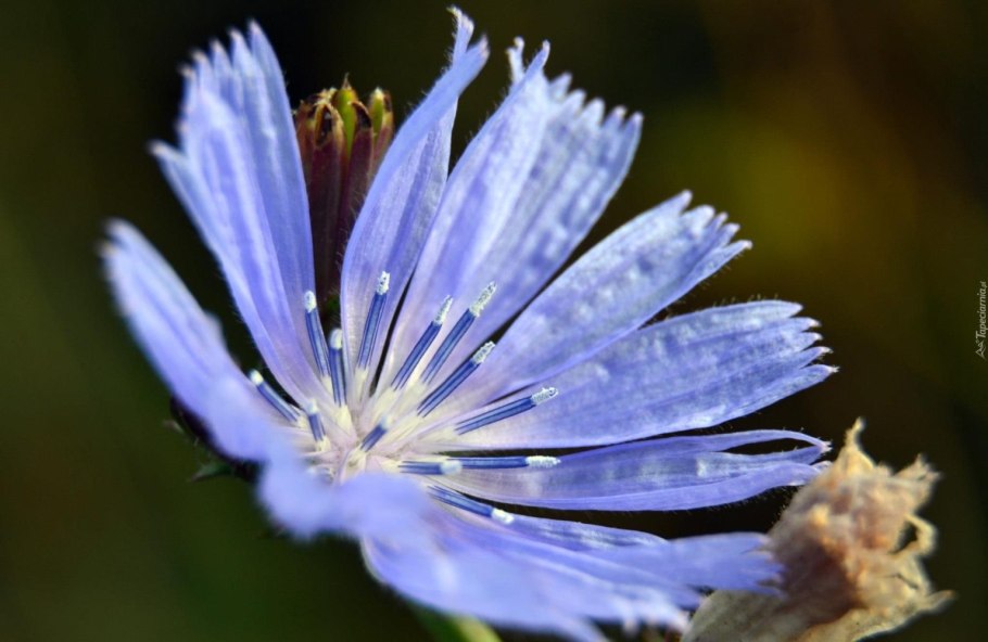 Астровые Сложноцветные