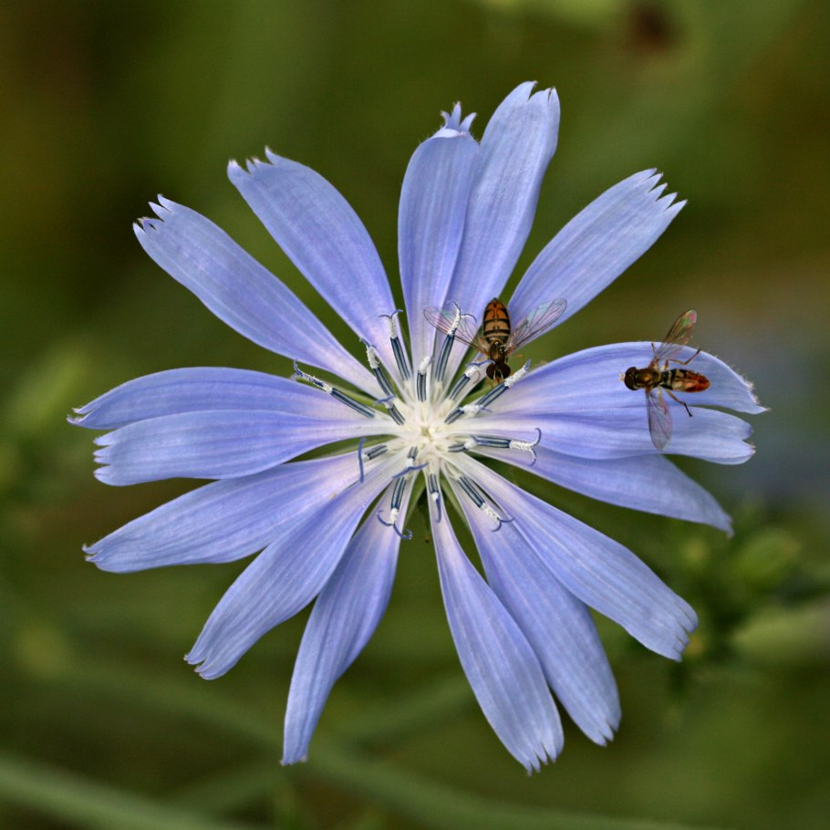 Chicory Flower
