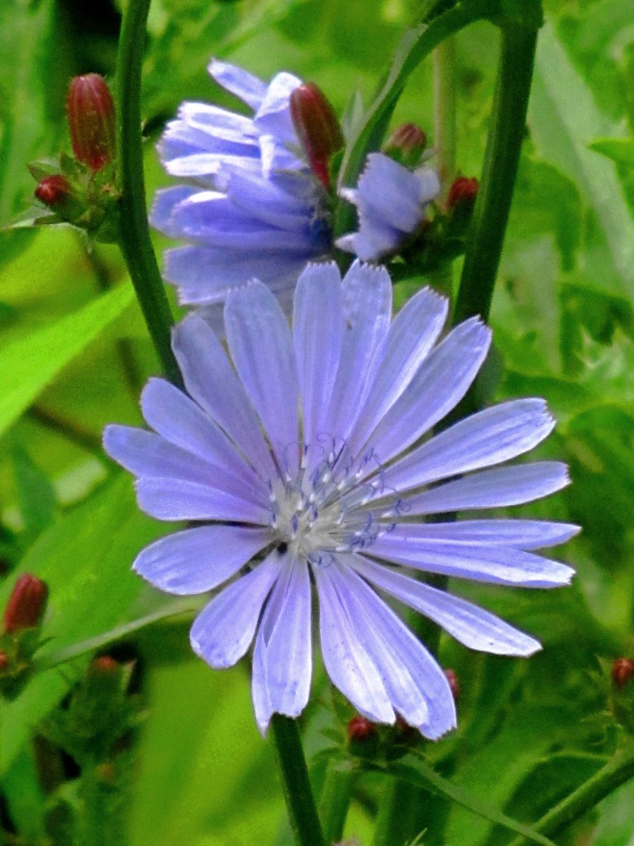 Аристократ цикорий