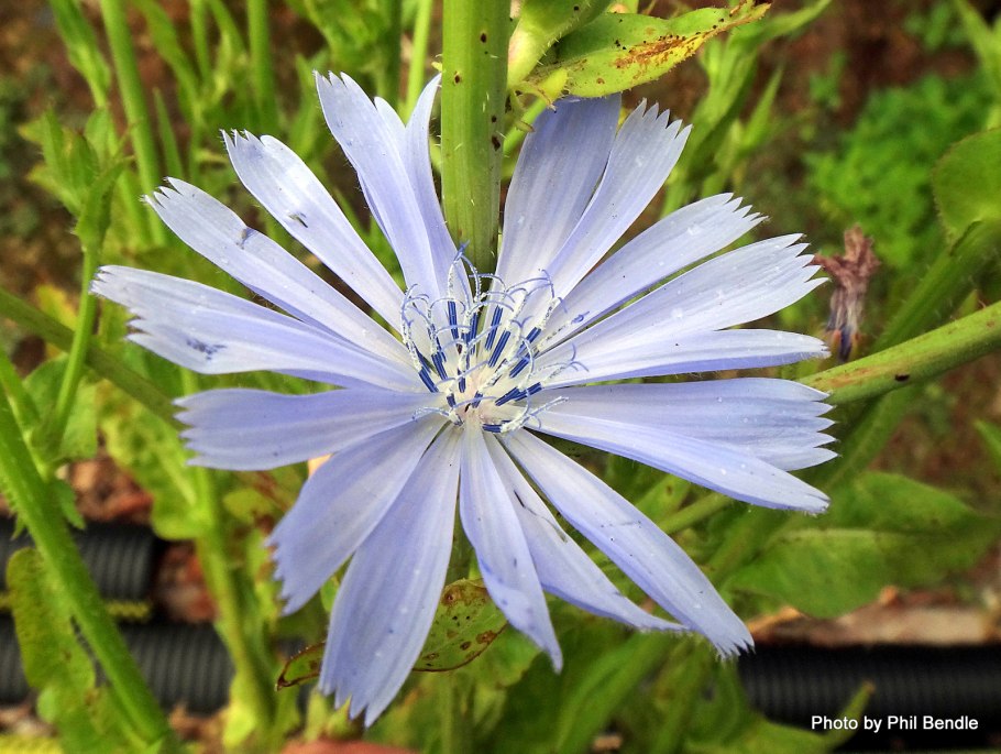 Цикорий двудольное растение