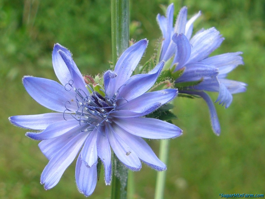 Дикий цикорий (Cichorium