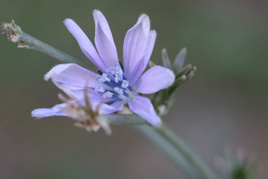 Chicory Flower