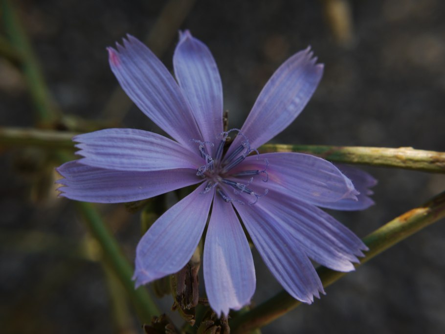 Лазурный цикорий