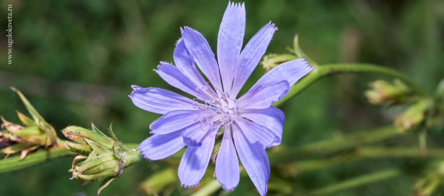 Цикорий альбинос