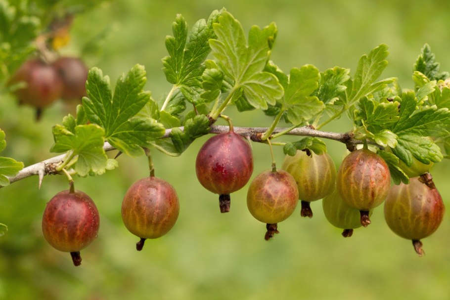 Ribes UVA-crispa куст