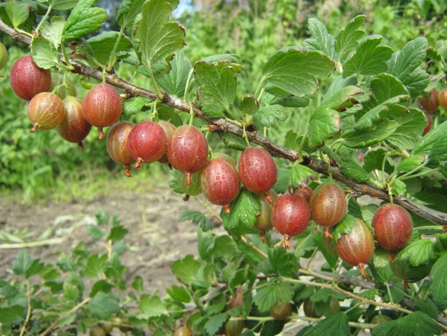 Крыжовник бесшипный Колобок