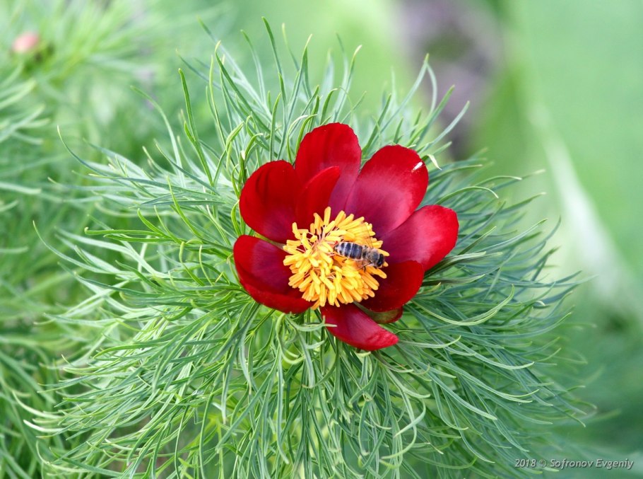 Пион тонколистный Воронец