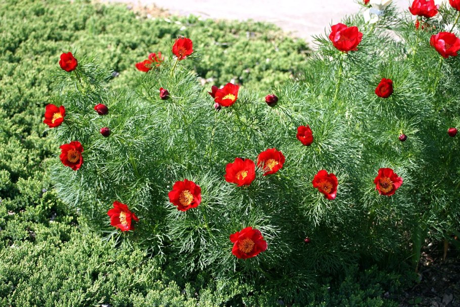 Пион тонколистный махровый