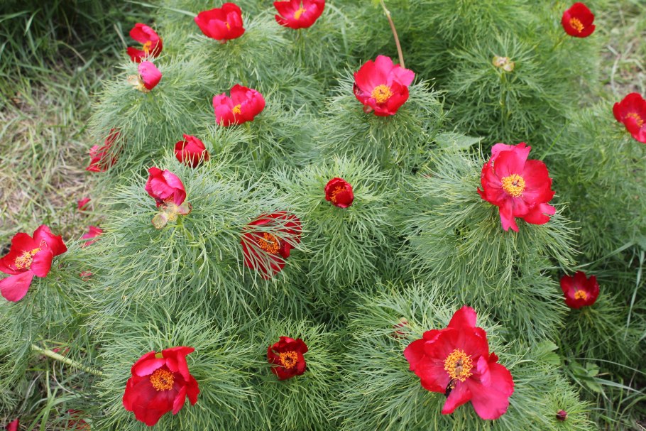 Стрелецкая степь пион тонколистный