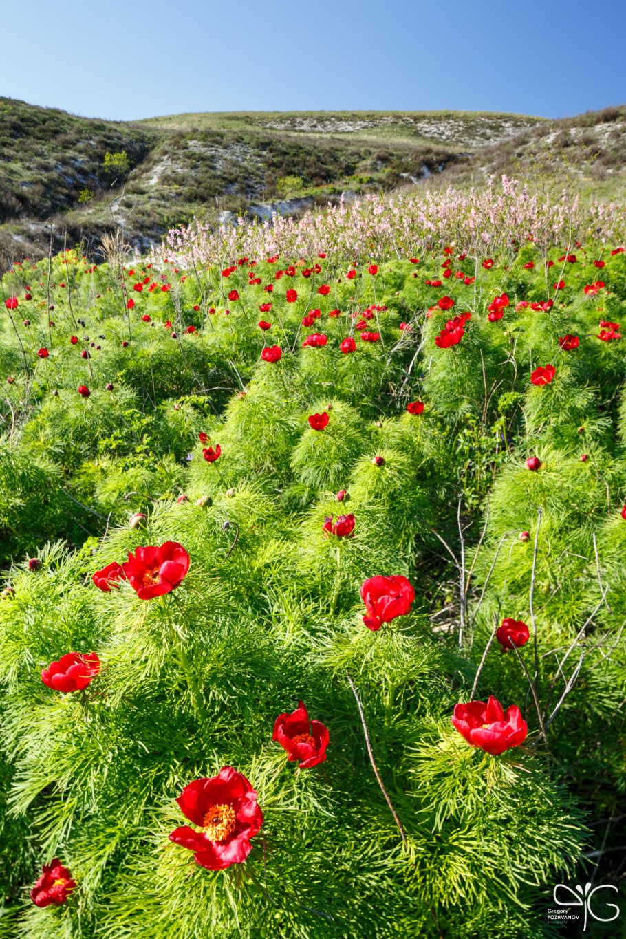 Пион тонколистный садовый