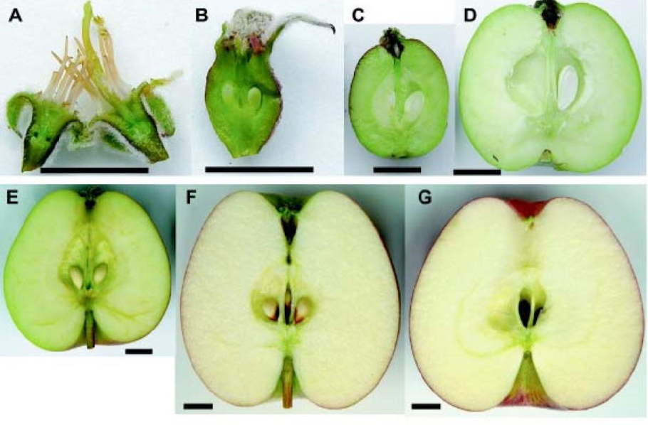 Яблоня сливолистная (Malus prunifolia)