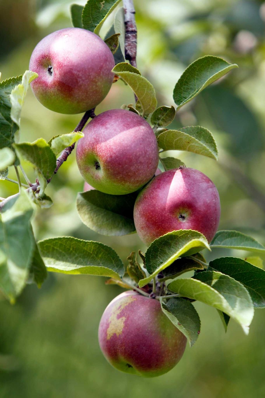 Сорт яблони Штрейфлинг на ветке