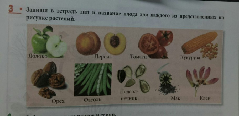 Груша Кокинская (3 года)