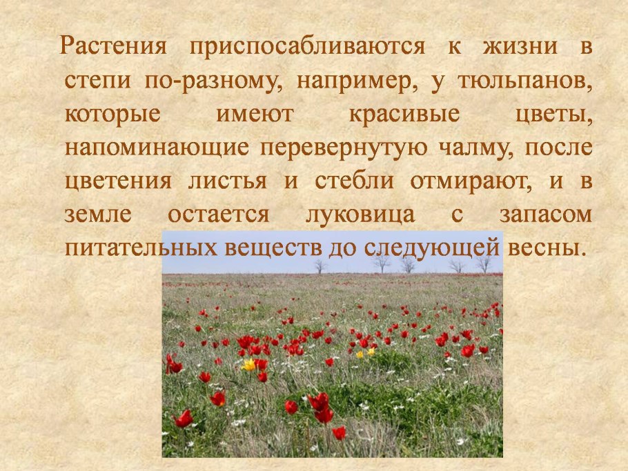 Степи Казахстана Флора