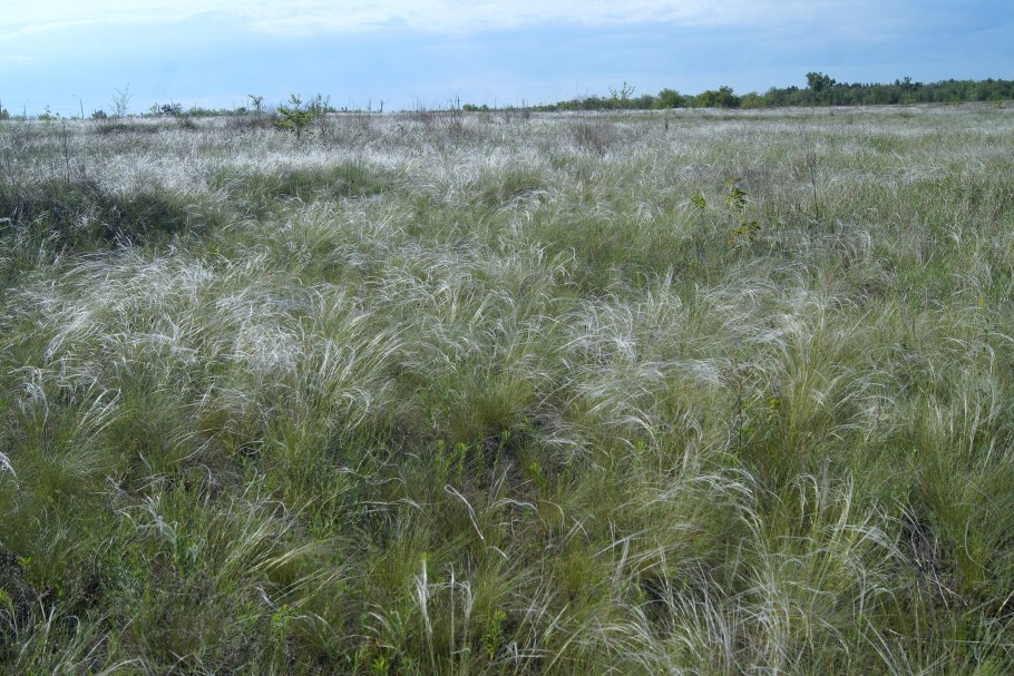 Опукский заповедник тюльпаны