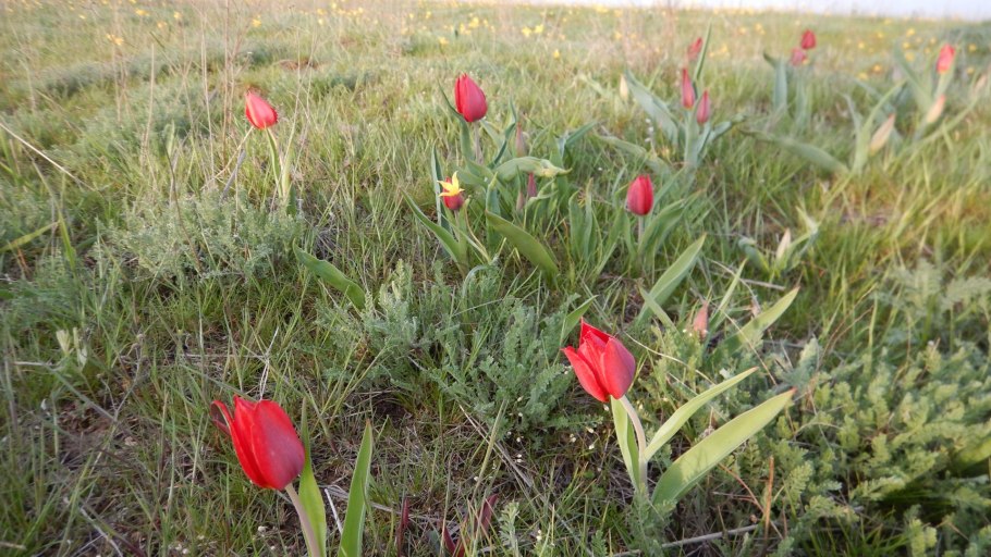 Растения степи Кузбасса