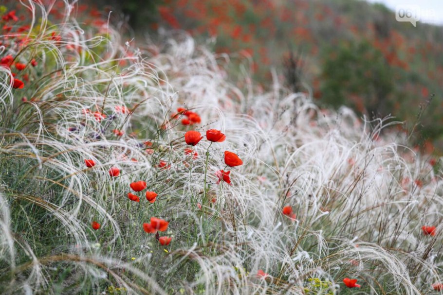 Маковые степи Волгограда