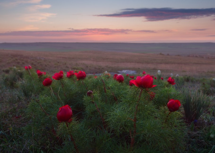 Луг с травой и цветами