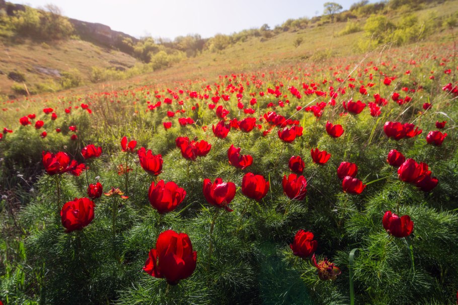 Травянистые растения Мак