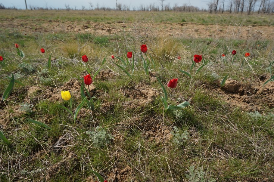 Дикий тюльпан Шренка