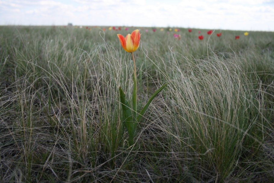Новоузенск Саратовская степь