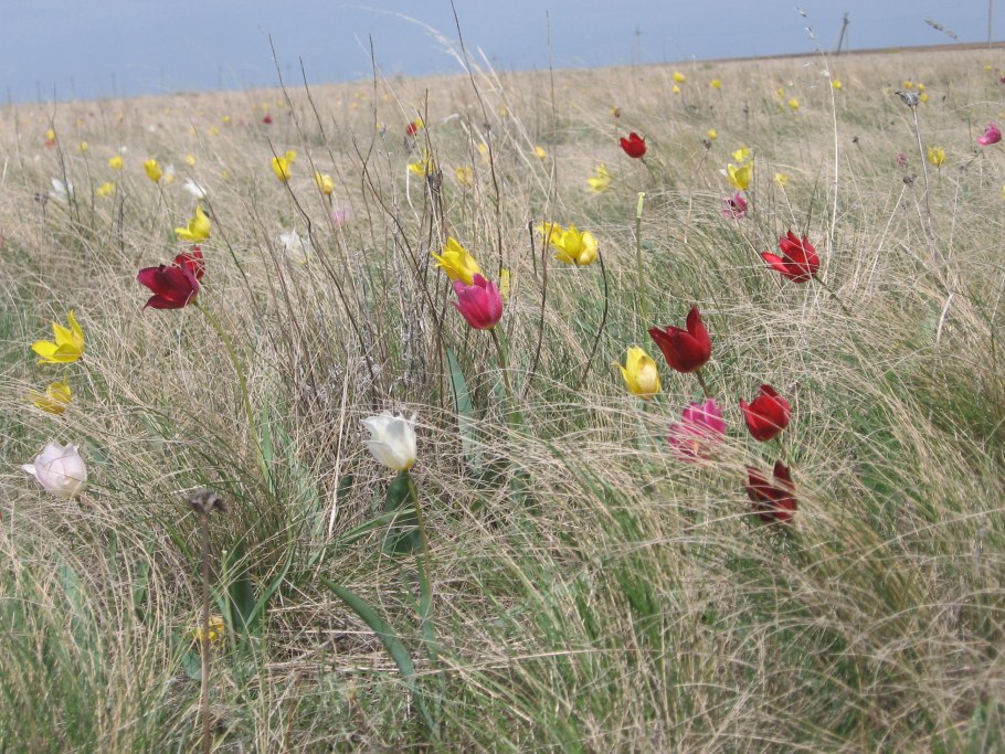 Желтая Долина