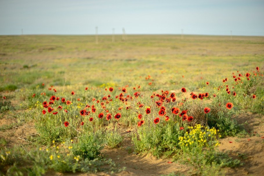 Растения заповедника черные земли