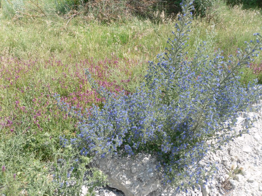 Поле пшеница с маками