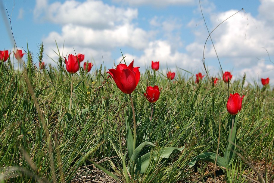 Лапчатка серебристая плод