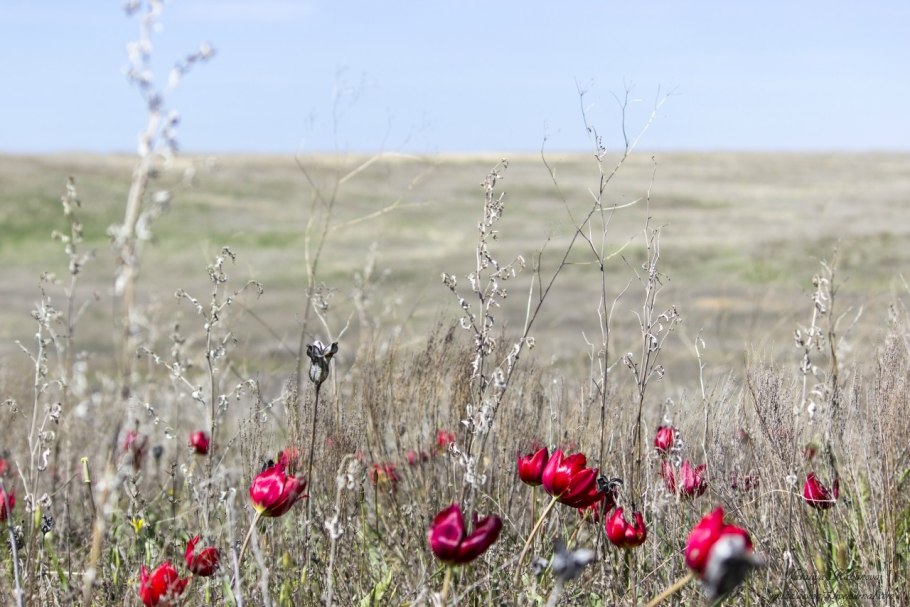Степь Калмыкия красные тюльпаны