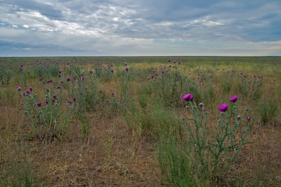 Понтийско Каспийская степь Флора