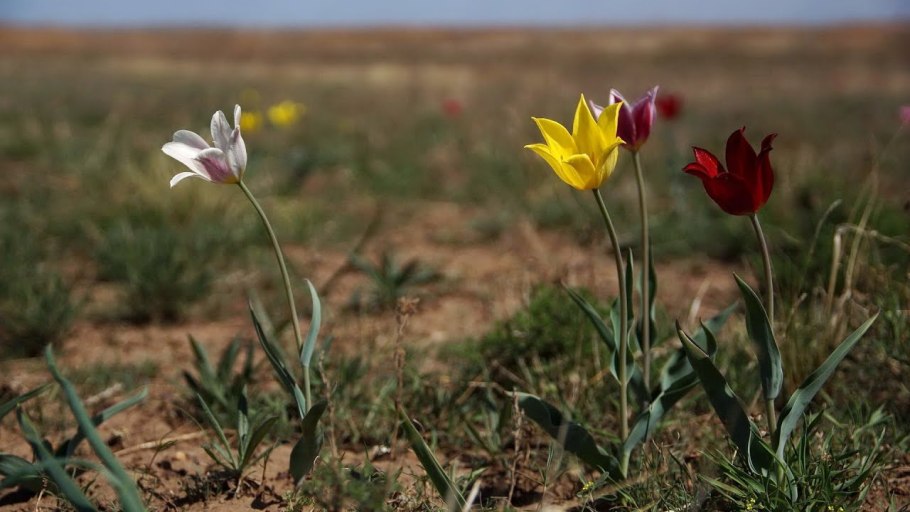 Степь ковыль и маки